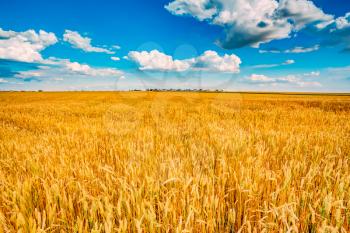 Backdrop of yellow wheat ears field on the cloudy blue sky background. Rich harvest wheat field, fresh crop of wheat.