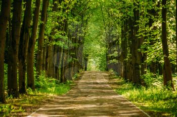 Walkway Lane Path With Green Trees in Forest. Beautiful Alley, road In Park. Way Through Summer Forest.