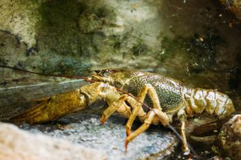 Wild Signal crayfish is sitting on a stone. Russian nature