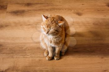 Red Cat Sitting And Sleeping On Laminate Floor