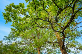 Canopy Of Tall Oak Trees. Upper Branches Of Tree. Low Angle View.