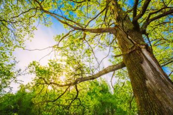 Spring Sun Shining Through Canopy Of Tall Oak Trees. Upper Branches Of Tree. Sunlight Through Green Tree Crown - Low Angle View.