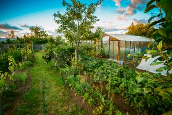 Vegetables Growing In Raised Beds In Vegetable Garden And Hothouse