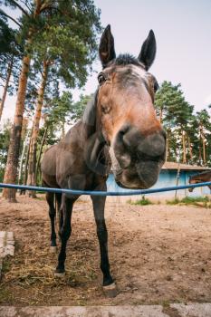 Funny Brown Horse Photographed A Wide Angle Lens