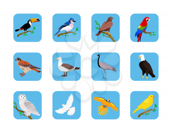 Collection of various birds flat design. Birds flying, owl and animals, bird vector, eagle wild, wildlife character, fauna and flying, toucan and zoology illustration