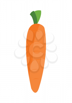 Carrot vector in flat style design. Vegetable illustration for conceptual banners, icons, app pictogram, infographic, and logotype elements. Isolated on white background.     