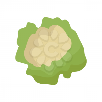 Cauliflower vector in flat style design. Vegetable illustration for conceptual banners, icons, app pictogram, infographic, and logotype elements. Isolated on white background.     