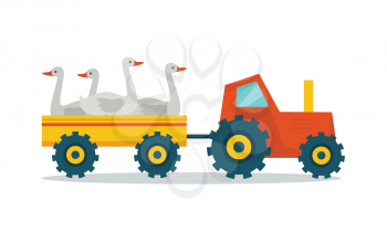 Domestic animals transportation vector. Flat design. Tractor with trailer caring geese. Fresh poultry delivery to market from the farm. Meat production and delivering concept. isolated on white.     