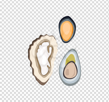 Oysters variations vector illustration concept flat design