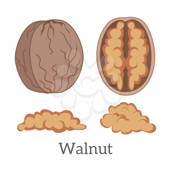 Illustration of walnut kernels. Ripe walnut kernels in flat. Several brown walnut. Healthy vegetarian food. Isolated vector illustration on white background.