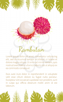 Rambutan exotic juicy stone fruit vector poster with text sample and palm leaves. Dieting vector vegetarian icon, related to edible tropical fruits lychee, longan, and mamoncillo