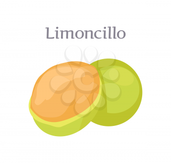 Limoncillo fruit whole and cut vector isolated on white. Melicoccus bijugatus, Spanish lime, genip guinep, genipe and ginepa, quenepa, quenepe, chenet