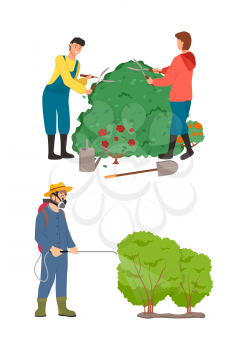 Gardeners caring bushes vector, man and woman working in pair cutting roses floral decoration. Isolated male wearing protective uniform spraying flora