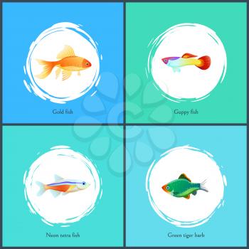 Gold fish and neon tetra set of posters. Guppy green tiger barb species. Domestic types of creatures fauna iving in aquariums vector illustration