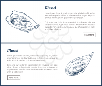 Mussels posters set of delicatessen meal. Marine dwellers poster with headlines editable information of edible species raw food vector illustration
