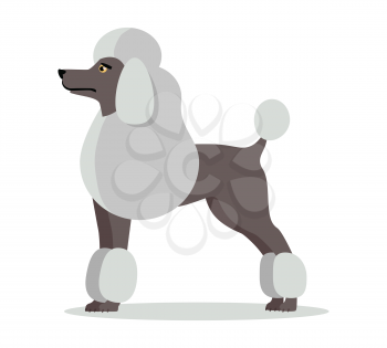 White french poodle in stand on white background. Dog icon or logo element. Vector illustration in flat style. Side view standard poodle design. Cartoon dog character, pet animal.