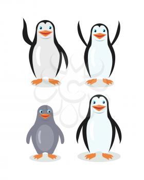 Funny emperor penguins set isolated on white. Blue penguin with white belly. Animal adorable penguin character. Charming penguin. Wildlife character. Adult and child. Vector illustration