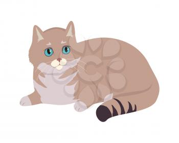 European Shorthair cat breed. Cute celtic cat lying flat vector illustration isolated on white background. Domestic purebred friend, companion animal. For pet shop ad, hobby concept, breeding club