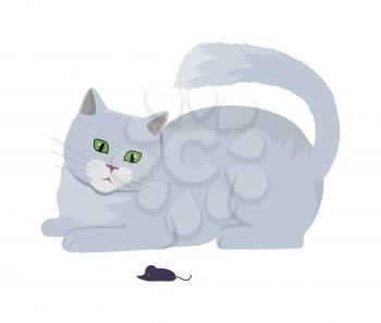 Cat with mouse, Cute grey cat playing with toy flat vector illustration isolated on white background. Purebred pet. Domestic friend and companion animal. For pet shop ad, hobby concept, breeding
