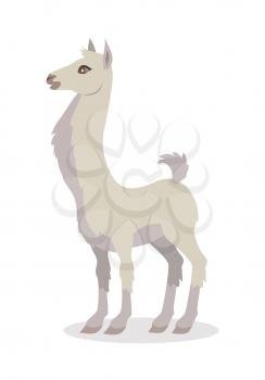 Llama isolated on white background. Llama domesticated South American camelid, widely used as a meat and pack animal. Alpaca, guanaco, vicuna llama. Funny cartoon creature. Vector illustration