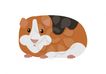 Guinea pig cavia porcellus. Cavy or domestic guinea pig, species of rodent. Plays important role in folk culture of South American, as food source, folk medicine and religious ceremonies. Vector