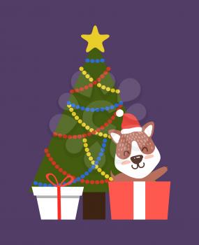 Evergreen Christmas tree with colorful garlands, topped by golden star vector decorative symbol icon, corgi dog in Santas hat lying on presents vector