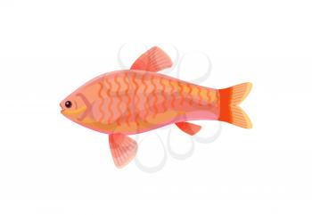 Jewel cichlid red small fish with fins. Marine limbless animal living floating in water. Biological organism with mouth and eyes vector Illustration