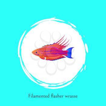 Filamented flasher wrasse sea fish poster with cutline. Bright cartoon flat vector illustration in centre of white bubble spot, exotic marine creature