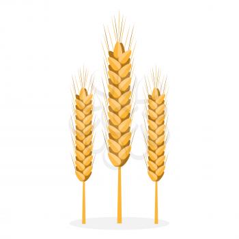 Golden organic unprocessed bread spikes isolated vector illustration on white background. Seeds to grind, make flour and bakery products.