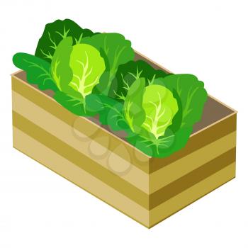 Green cabbages in wooden box isolated on white vector isometric illustration. Ecological vegetables and healthy eating template poster