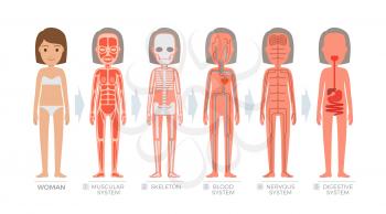Woman anatomy system and structure of human body on white background. Vector illustration of muscular, blood nervous, digestive scheme and skeleton of female figure. Hand drawn pattern flat design.