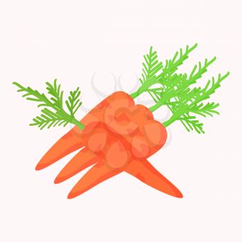 Carrots with green leaves isolated on white background. Tasty organic orange vegetable vector illustration. Fresh plants harvest in gaming concept. Vegan food in flat design cartoon style