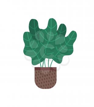 Plant with wide foliage vector, leaves of botanical herbs isolated icon. Houseplant flower growing in pot with dotted ornament. Floral decoration