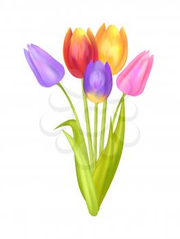 Colorful bouquet with tulips of pink purple and yellow color vector illustration of spring tulips blooming plants isolated on white background