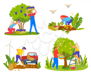 Harvesting people on field vector, man and woman picking grapes. Lady working on plantation with carrots, male harvest potatoes, pear trees fruits