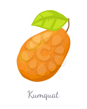 Kumquat exotic juicy fruit vector isolated, fairly cold-hardy citrus. Tropical edible food, dieting illustration, vegetarian icon full of vitamins