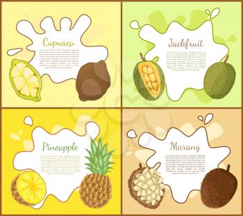 Cupuacu and jackfruit, posters set with editable text sample. Pineapple tropical fruit slice, marang exotic products full of vitamins. Lush meal vector