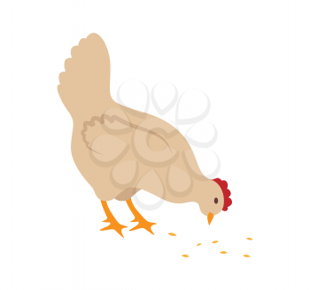 Hen chicken on farm isolated icon closeup vector. Bird domestic animal eating cereals wheat from ground. Fowl with feathers, plumes farming breeding