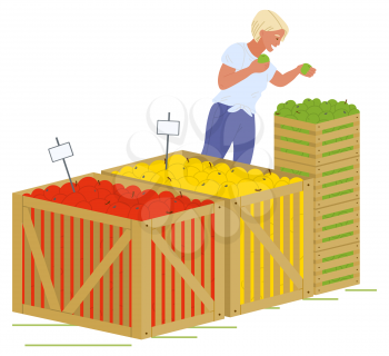 Young blond girl in blue jeans putting fruits in wooden boxes isolated in white. Containers with red, yellow and green apples vector illustration. Picking apples concept. Flat cartoon