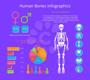 Human bones infographics colorful vector poster, illustration with skeleton isolated on blue, round color infographic and diagram, set of bones icons