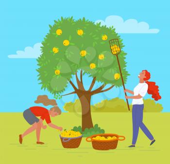 Woman working in garden together vector, female with special tool to reach apple on top of tree. Baskets with organic products meal in containers. Pick apples concept. Flat cartoon