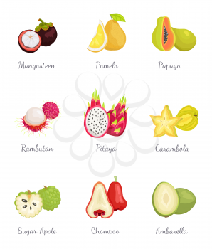 Mangosteen and papaya set of fruits exotic and tropical products. Sugar apple and ambarella, chompoo and carambola. mango slices, organic food vector