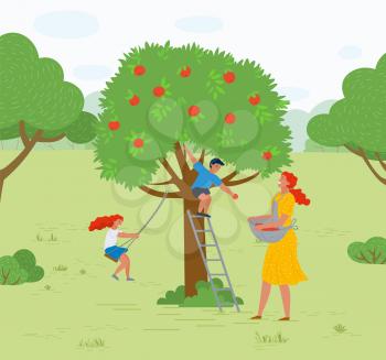 Rural area vector, farming woman with basket picking apples in garden. Playing kids family leisure,daughter and son of mother smiling character working. Pick apples concept. Flat cartoon