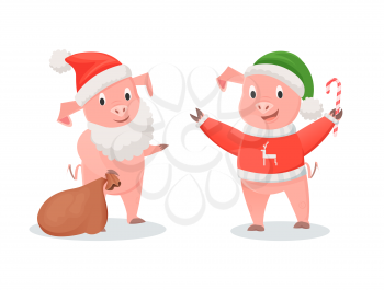 New Year pigs in Santa costume and knitted sweater. Piglets in beard and hat, gifts sack and cane candy, symbolic farm animals vector illustrations