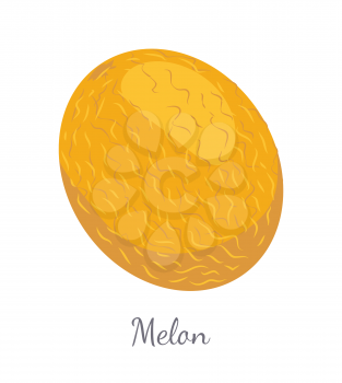 Melon exotic juicy stone fruit vector isolated. Tropical sweet edible, fleshy food, dieting vegetarian icon full of vitamins, yellow dieting dessert