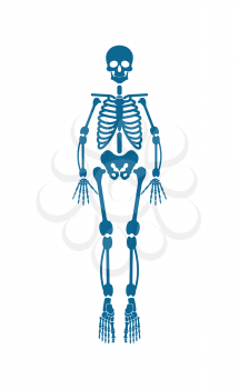 Human skeleton of blue color, body part forming supporting structure of organism, skull and ribs, legs and hands, isolated on vector illustration