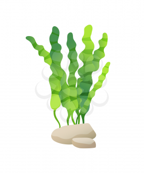 Green marine or decorative aquarium algae or seaweed with wide large leave on stone. Color cartoon vector maritime illustration isolated on white.