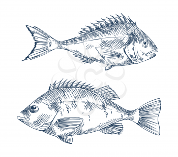Freshwater pike and common european perch fish with sharp dorsal fin. Hand-drawn vector illustration. Sketch concept for monochrome nautical poster.
