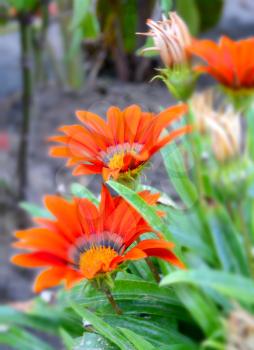 meadow flowers in miniature effect, Gazania Aster