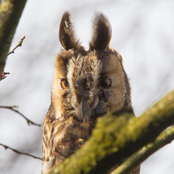 Long Eared Owl (Asio otus) in a tree